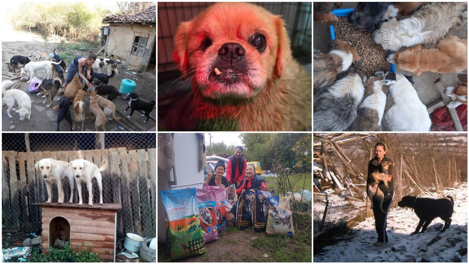 People gather with many dogs in a yard, feeding and caring for them outdoors at a rescue site.