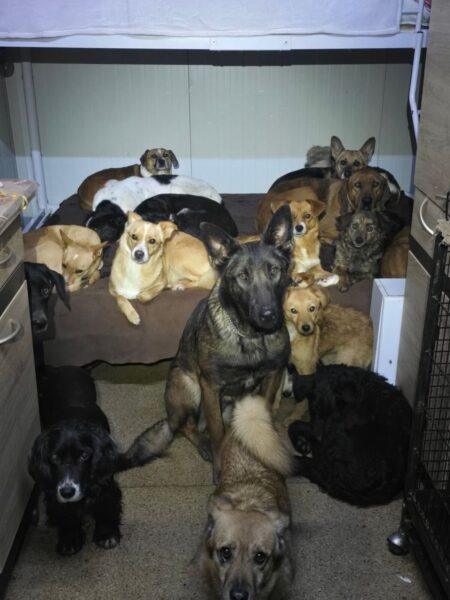 A crowded room filled with many dogs of different breeds resting on a bed and floor.”