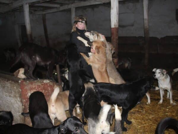 Person in a dark barn being hugged by several dogs, some jumping up as a man with a headlamp stands among them.