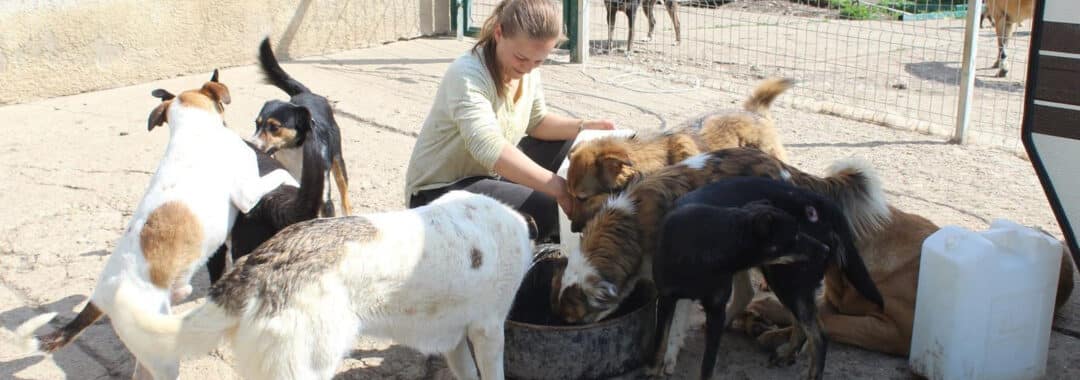 A woman feeding several dogs around a large trough outside in a fenced area.