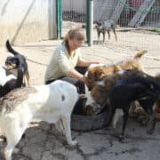 A woman feeding several dogs around a large trough outside in a fenced area.