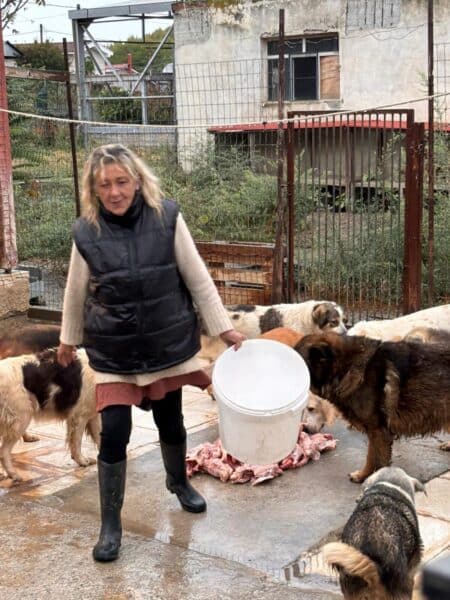 Woman in a black puffer vest and boots walks with a white bucket among several dogs in a fenced, outdoor yard, feeding them from a pile of meat on the ground.