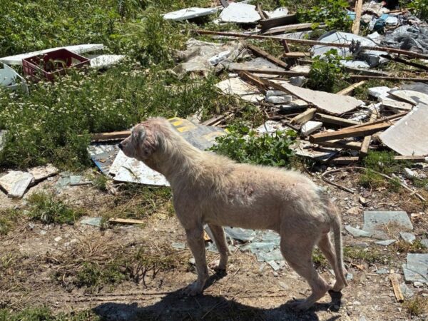 A dirty, skinny dog stands among scattered debris and overgrown weeds in a rubble-filled lot.