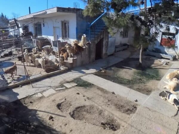 A fenced yard with many dogs gathered around a low wall, adjacent to white houses and a blue staircase.