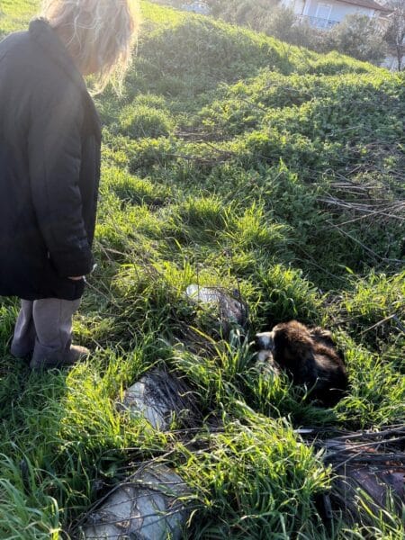 Person in a black coat observes a black-and-white dog lying among tall grass and debris in an overgrown lot.