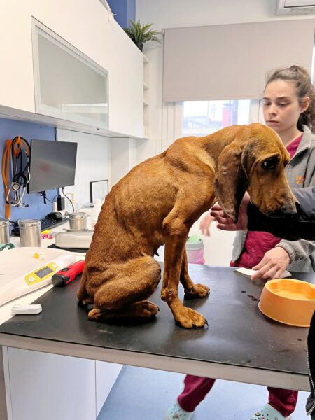 Brown hound dog sits on a veterinary examination table as a technician stands nearby in a clinic.