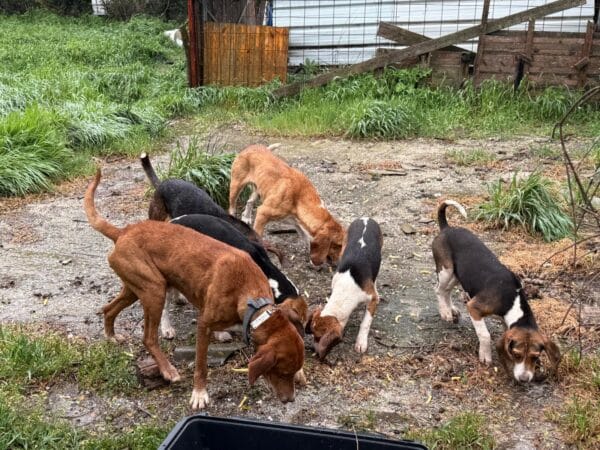 Six mixed-breed puppies eating from a bowl in a muddy yard with overgrown grass and a weathered fence nearby.