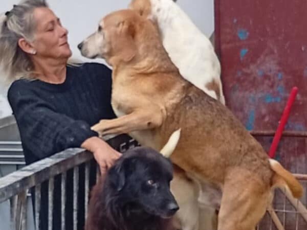 Older woman leans on a railing as a large brown dog stands on its hind legs to greet her, with a black dog nearby in front.