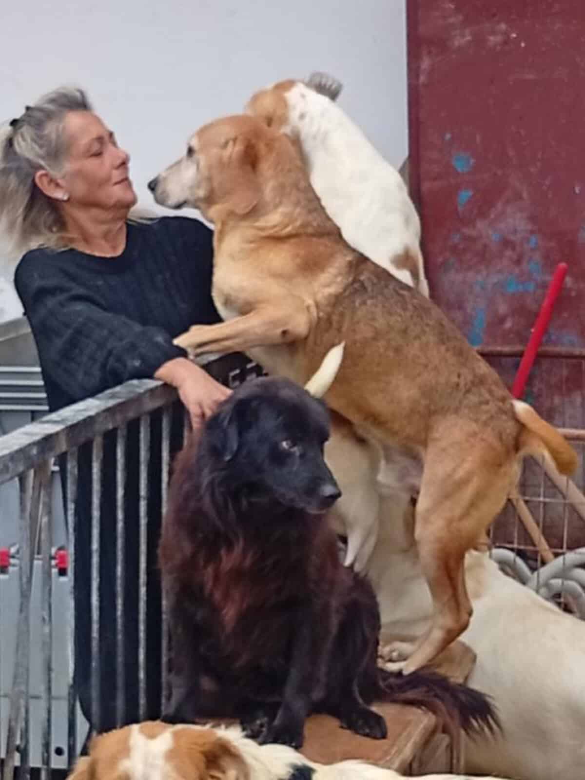 Older woman leaning over a metal railing as several large dogs reach toward her from behind a fence, wagging tails visible.