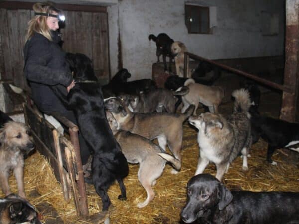Woman in a dark jacket with a headlamp stands among many dogs in a straw-filled barn.