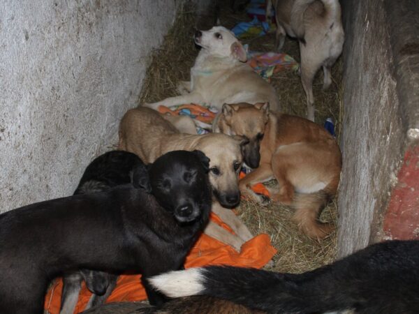 Group of dogs lying together in a narrow, straw-filled shelter with blankets and a blue-green cloth nearby
