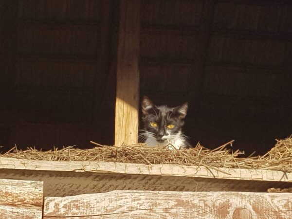 Cat with yellow eyes peering over hay on a wooden barn ledge, dark interior behind.