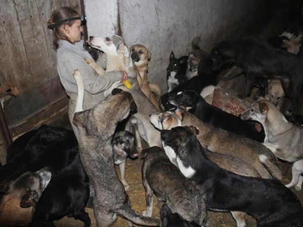 Person wearing a headlamp in a dog kennel, surrounded by dozens of dogs vying for attention or food