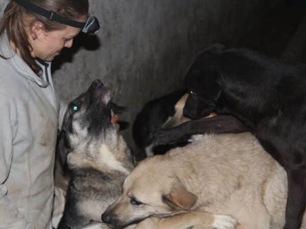 Person in a light jacket with a headlamp crouches beside two large dogs cuddling in a dark space