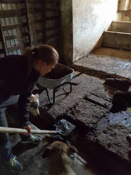 Person bending over to scoop muddy dirt in a dim, unfinished basement with a wheelbarrow nearby and two dogs nearby.