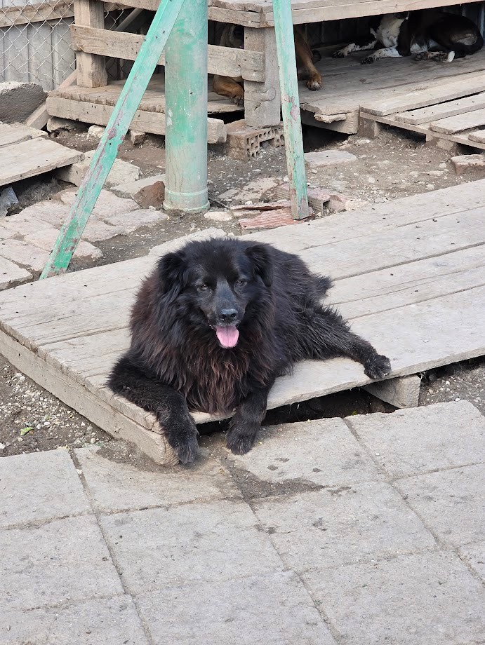 Black fluffy dog lying on a wooden board platform with tongue out, in an outdoor construction area.