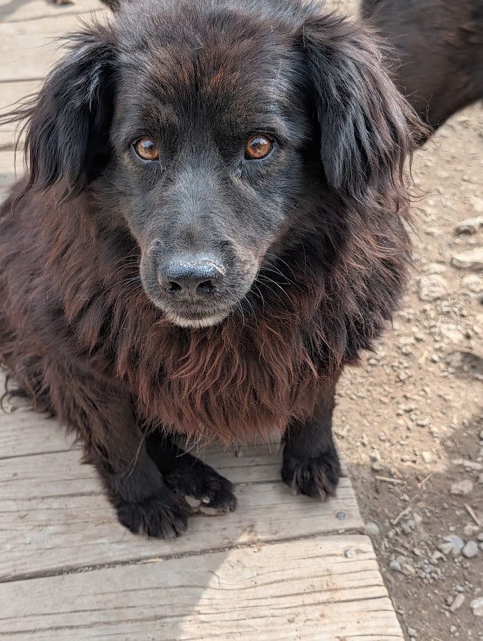 Black, fluffy dog with brown eyes sits on a wooden deck outdoors, looking at the camera.