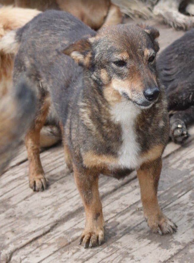 A small mixed-breed dog with brown and gray fur standing on a weathered wooden deck, looking off to the side.