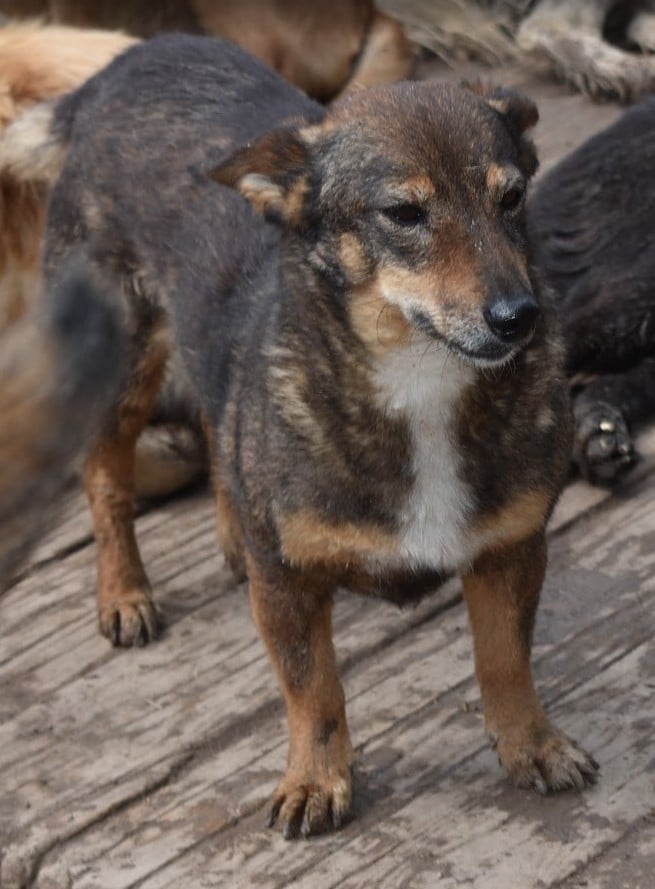 A small mixed-breed dog with brown and black fur standing on a weathered wooden deck, looking slightly to the side.
