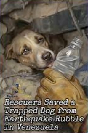 Dog rescued from earthquake rubble in Venezuela, tended by a gloved rescuer; caption reads, 'Rescuers saved a trapped dog from earthquake rubble in Venezuela.'