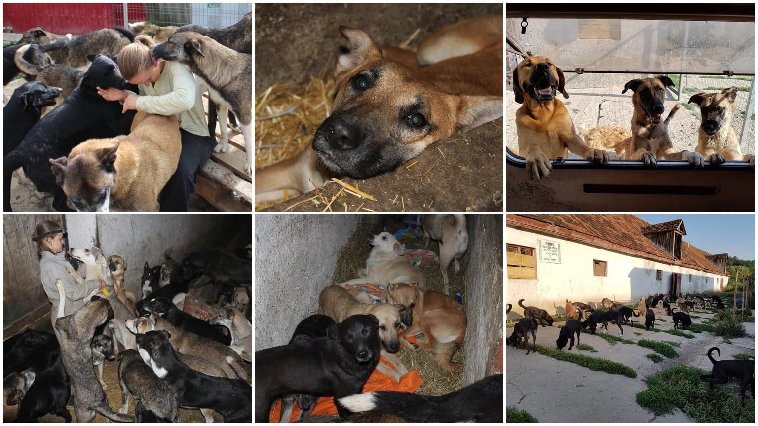 Group of dogs surrounding a person in a sheltered pen, likely a rescue or adoption center activity.