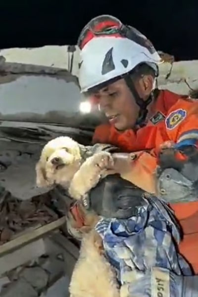 Rescue worker in an orange uniform and helmet gently holds a small fluffy dog amid rubble at nightfall.