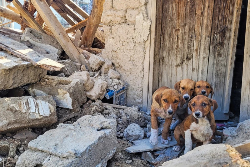 Three brown puppies stand amid rubble and collapsed wood outside a weathered doorway in a ruined building.