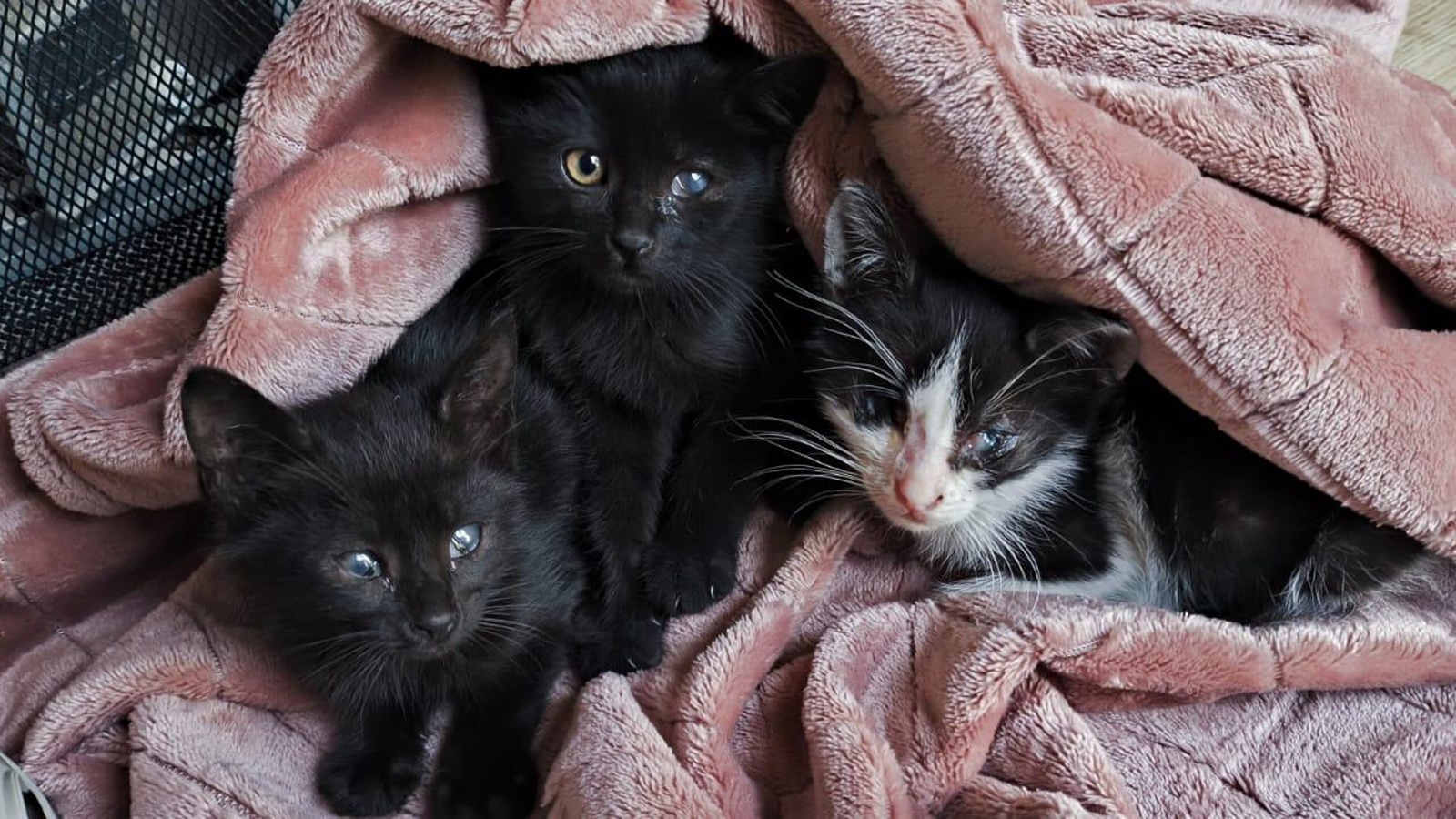 Three black kittens snuggled together in a soft pink blanket, with one white‑faced kitten partly visible.