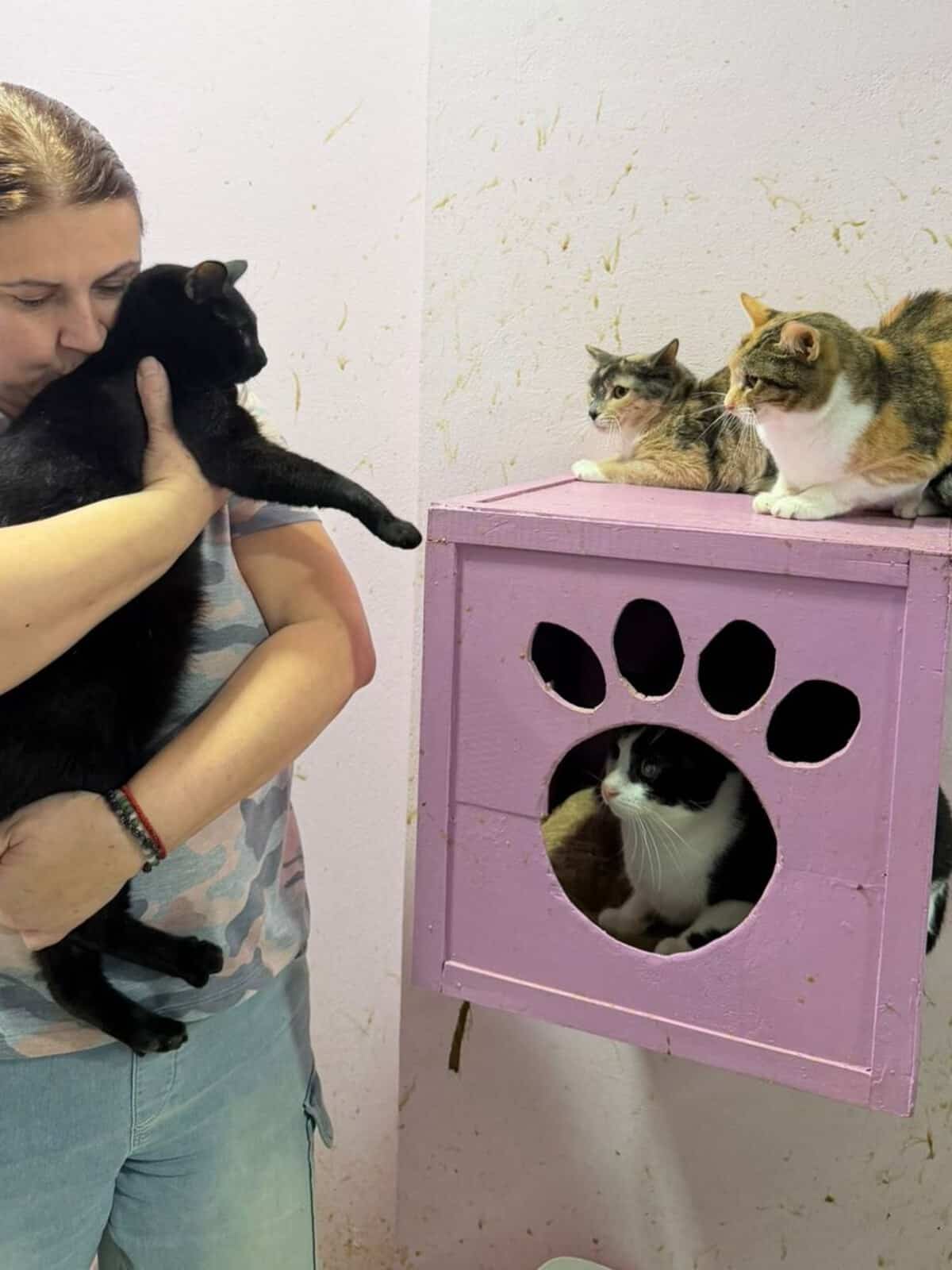 Person wearing a light camo shirt holds a black cat; two other cats sit on a pink cat condo with paw-shaped holes, one cat peering inside