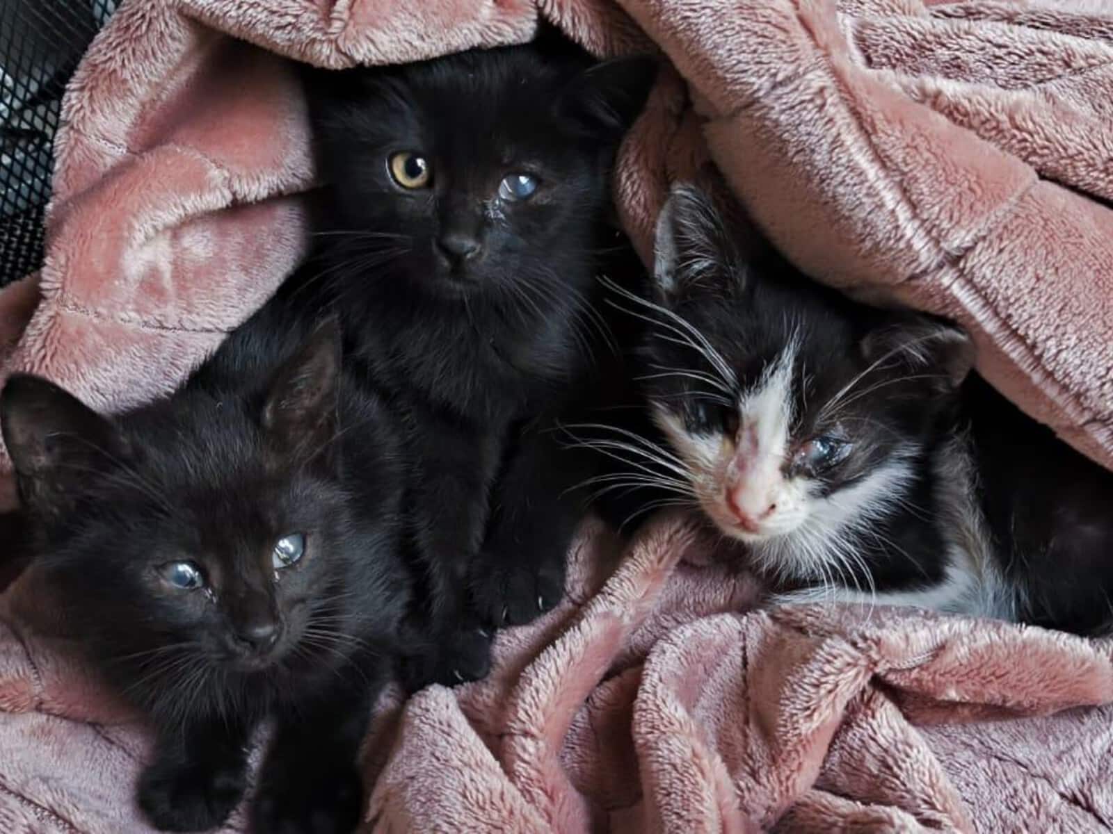 Three black kittens snuggled together in a soft pink blanket, one with a white patch on its face.