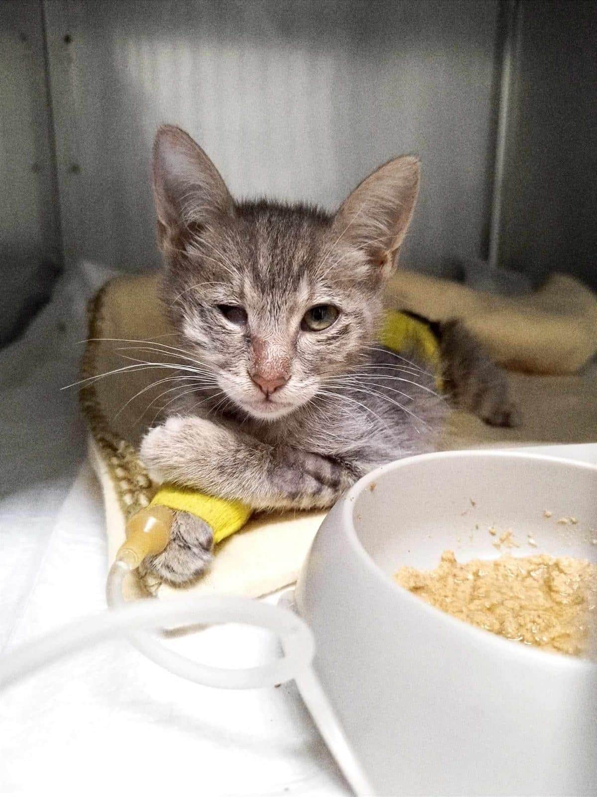 Gray tabby kitten with a yellow bandage on its front leg, lying on a blanket in a medical cage, beside a bowl of food and a syringe visible nearby.