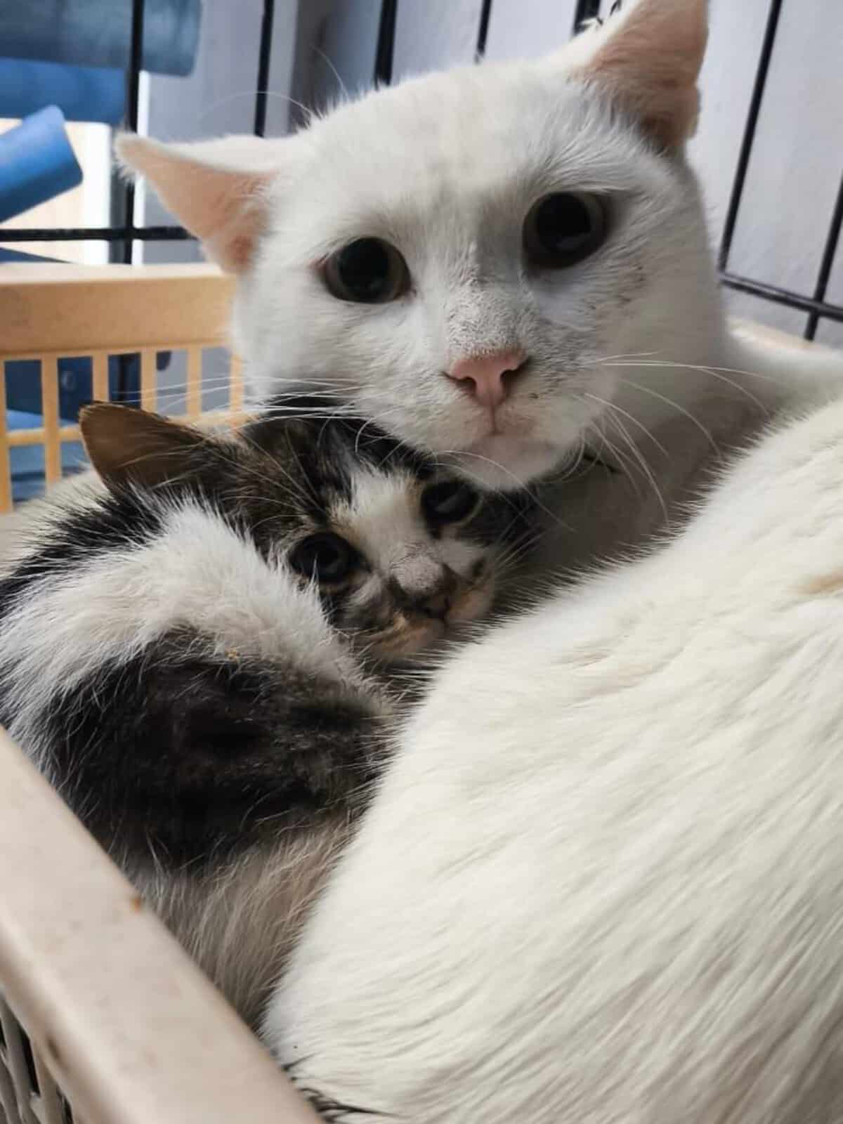 Two cats cuddled together in a cage, the white cat resting its head on a tabby cat's back, looking at the camera with big eyes