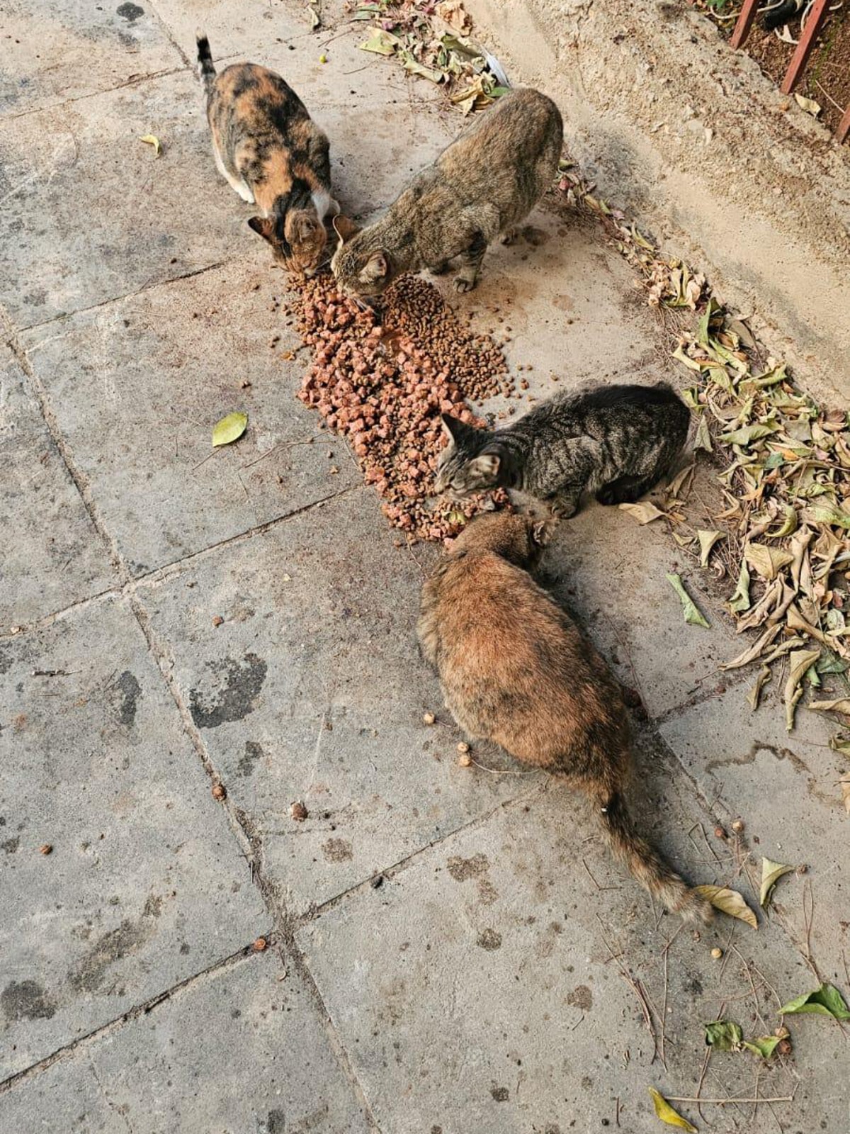 Several cats eating dry kibble scattered on a concrete patio outdoors, with fallen leaves nearby.