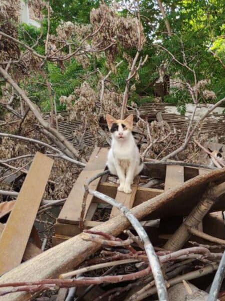 Calico cat sitting on a wooden plank amid scattered debris and bare branches in an outdoor yard.