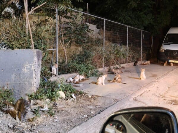 Night scene of numerous cats gathered along a sidewalk beside a chain-link fence and a parked white van/delivery van.