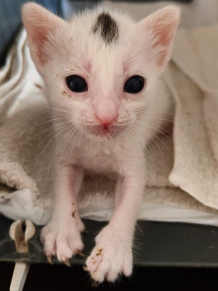 Young white kitten with a black spot on its head, big dark eyes, and pink nose peeking from a towel.