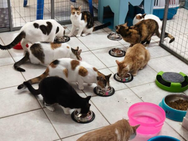 Several cats of various colors eat from metal bowls on a tiled floor inside a penned area; bright bowls sit nearby.