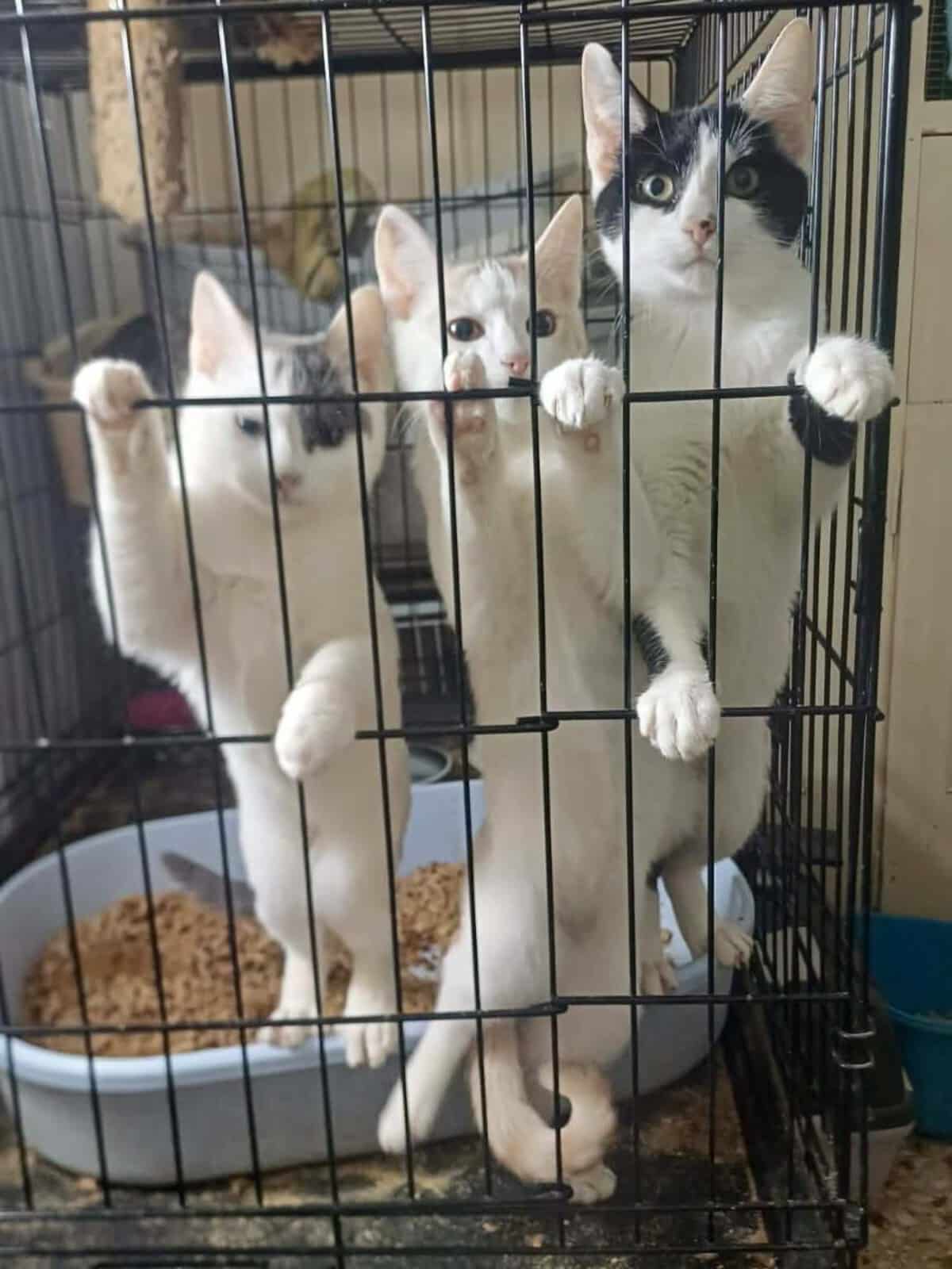 Three cats in a metal cage, two white‑and‑black and one white, pressing their paws against the bars by a kibble bowl inside the crate.