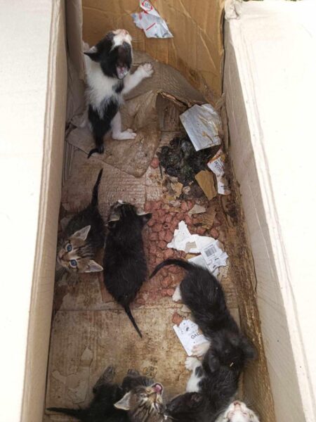 Several small, wet kittens huddle inside a dirty cardboard box filled with rubble and torn paper.