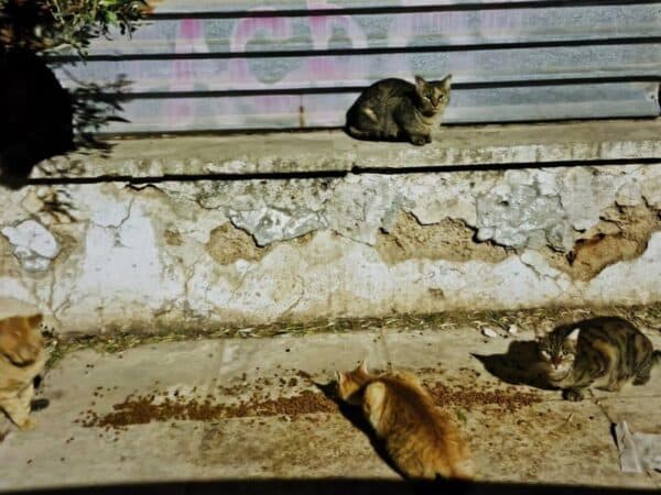 Several cats resting on a sunlit, weathered concrete ledge and ground against a cracked wall in an outdoor setting.