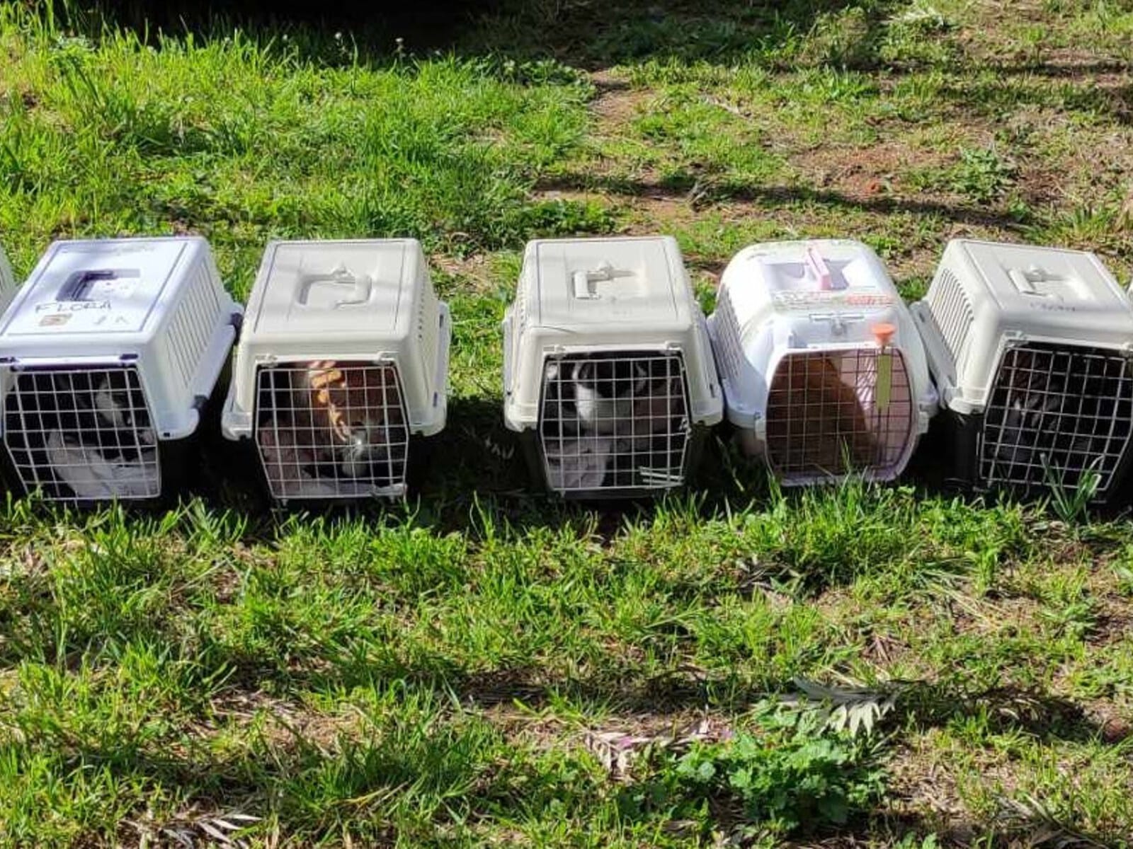 Five plastic pet carriers arranged in a row on grass outdoors, each containing a cat visible through the front grate.