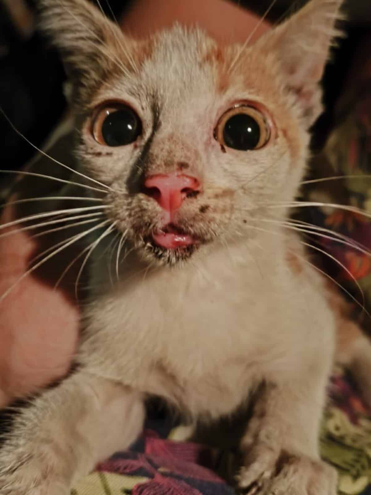 Close-up of a small orange-and-white kitten with big round eyes, pink nose, and tiny tongue peeking out, being held by a person.