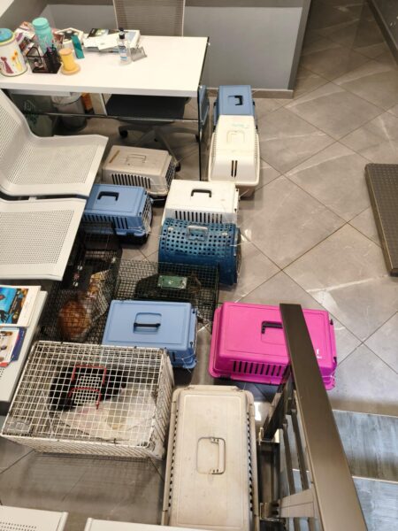 Multiple pet carriers and cages scattered on a tiled floor beside a desk in a clinic/reception area, with office items on the desk.