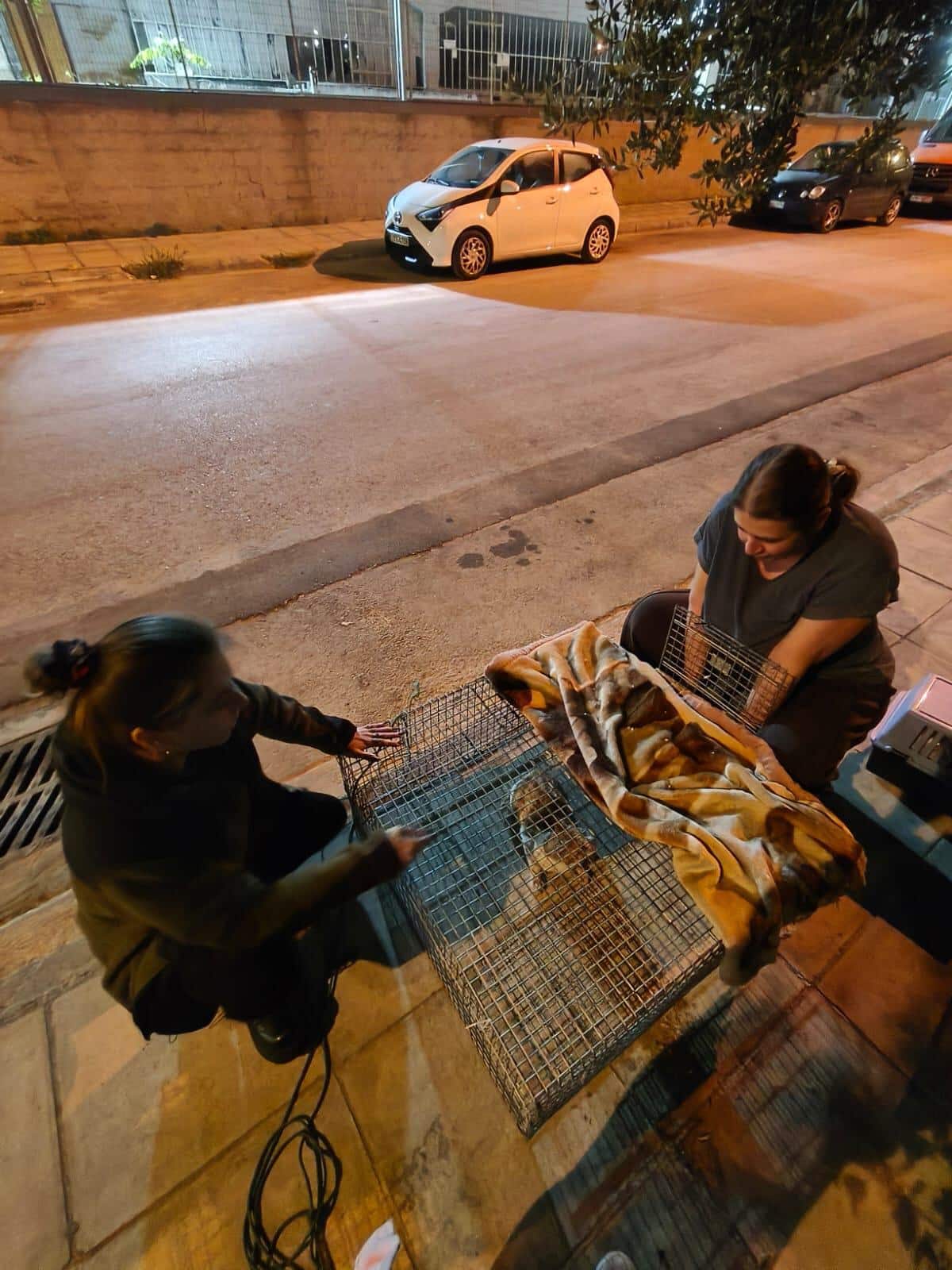 Two people on a city sidewalk at night adjust a large wire animal crate covered with a blanket. Parallel street with parked cars behind them.