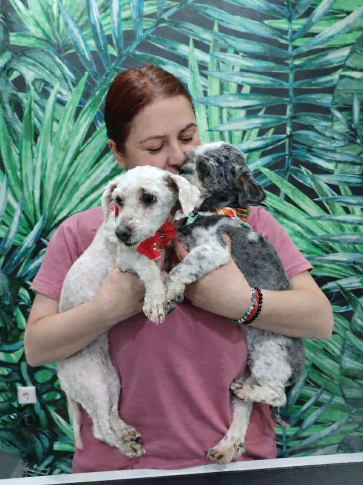 Person in a pink shirt holding two small dogs, one white with a red bandana and one gray, in front of a leafy backdrop.