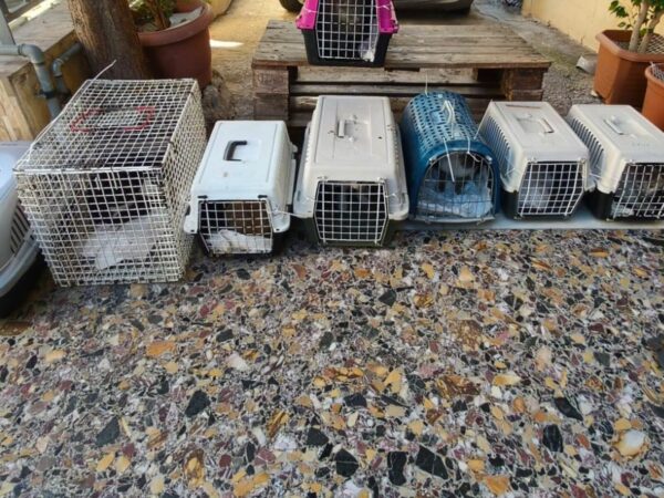 Row of pet cages and carriers lined up on a terrazzo floor outdoors, with small animals inside some crates.