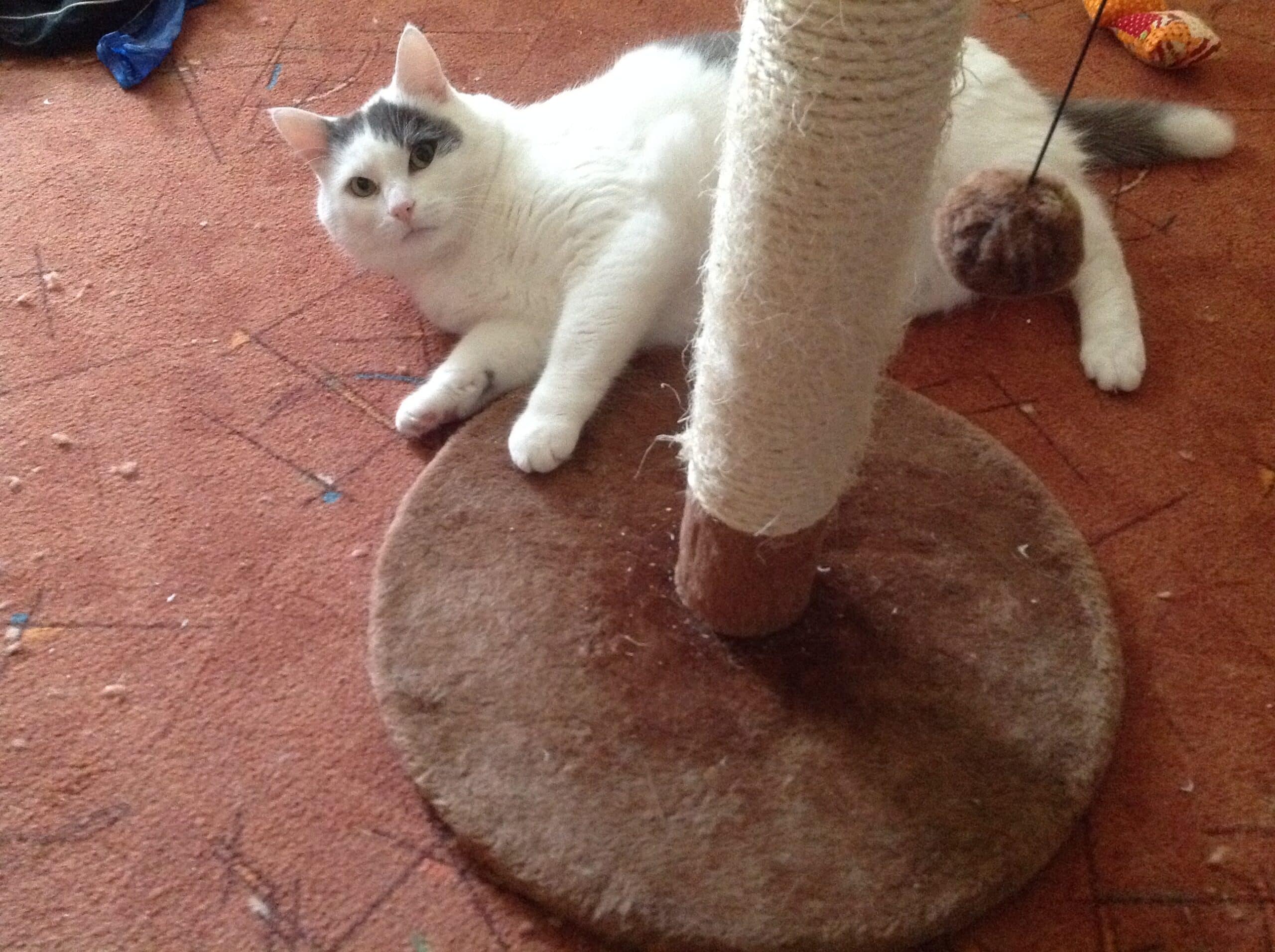 White cat with black markings lounging on a reddish carpet near a scratching post and a hanging toy in the background.