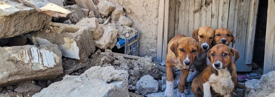 Four brown dogs huddle amid rubble and a collapsed wall beside a weathered wooden structure.