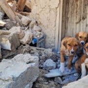 Four brown dogs huddle amid rubble and a collapsed wall beside a weathered wooden structure.