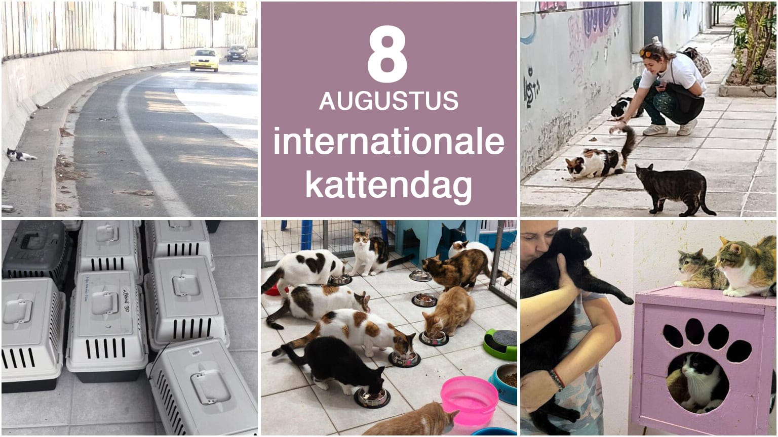 Collage promoting International Cat Day on August 8, with a central purple panel and photos of cats being fed and cared for.